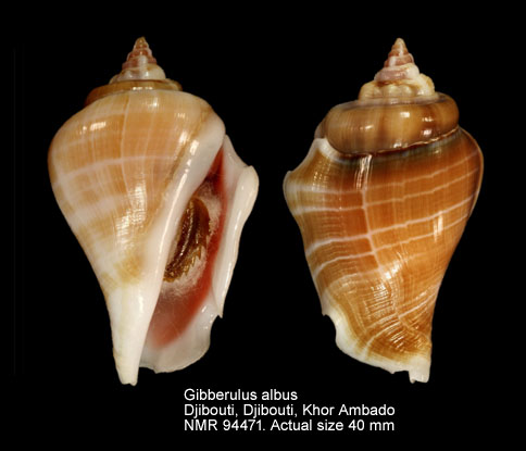 Gibberulus albus (2).jpg - Gibberulus albus (Mørch,1850)